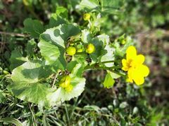 Caltha palustris palustris