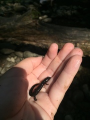 Desmognathus marmoratus