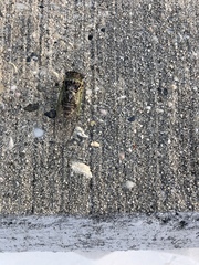 Diceroprocta viridifascia