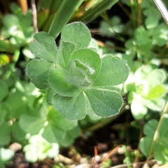 Lotus pedunculatus