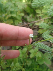 Epilobium lactiflorum