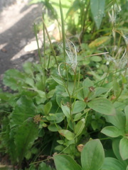 Epilobium lactiflorum