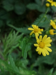 Senecio squalidus