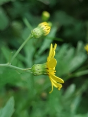 Senecio squalidus