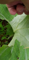 Psacalium peltatum