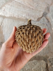 Annona monticola