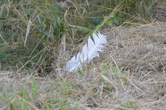 Anser anser domesticus