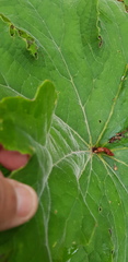 Psacalium peltatum