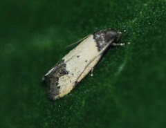 Tyrolimnas anthraconesa