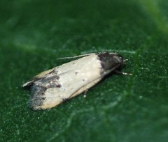 Tyrolimnas anthraconesa