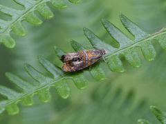 Olethreutes arcuella