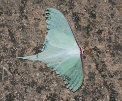 Actias artemis