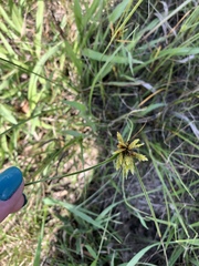 Cyperus acuminatus