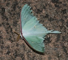 Actias artemis