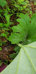 Psacalium peltatum