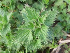 Urtica dioica