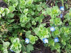 Veronica persica