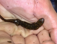 Desmognathus marmoratus