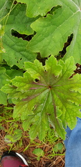 Psacalium peltatum
