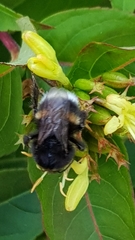 Bombus soroeensis