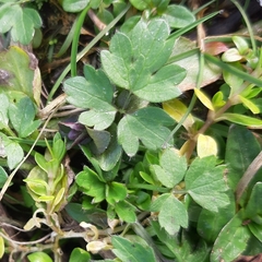 Ranunculus repens