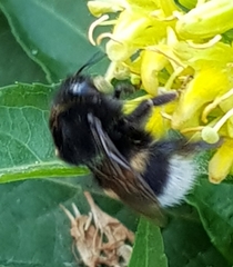 Bombus soroeensis