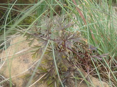 Conioselinum chinense