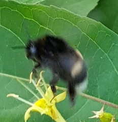 Bombus soroeensis