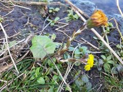 Tussilago farfara