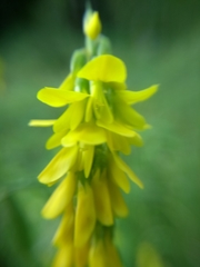 Melilotus officinalis