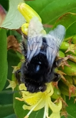Bombus soroeensis