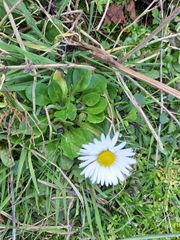 Bellis perennis