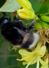 Bombus soroeensis