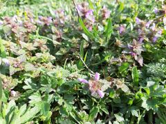 Lamium purpureum