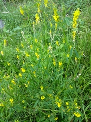 Melilotus officinalis