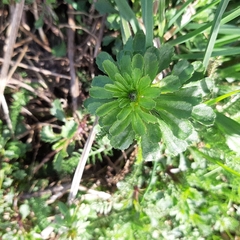 Leucanthemum vulgare