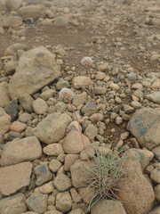 Armeria maritima sibirica