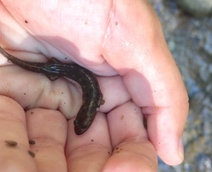 Desmognathus marmoratus