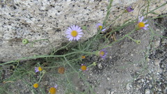 Erigeron breweri