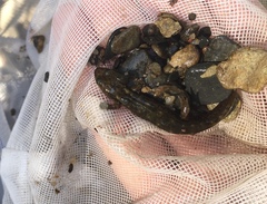 Desmognathus marmoratus