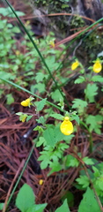 Calceolaria mexicana