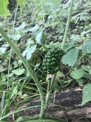 Arisaema dracontium