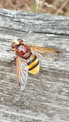 Volucella zonaria