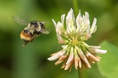 Bombus vancouverensis vancouverensis
