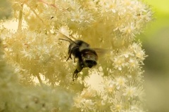 Bombus vancouverensis vancouverensis