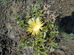 Carlina acanthifolia