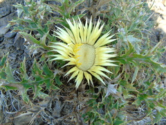 Carlina acanthifolia