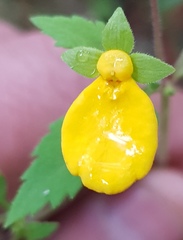 Calceolaria mexicana