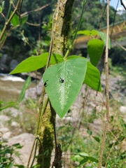 Trachelophorus