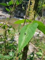 Trachelophorus